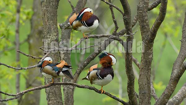 Mandarin Duck