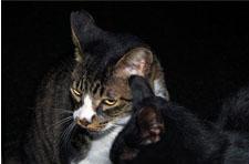 catw