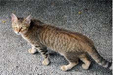 tcat
