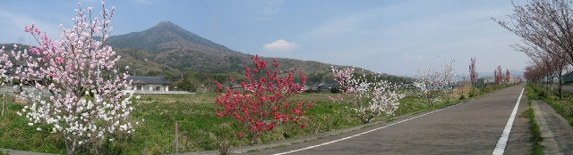 桜の季節の筑波山の写真、サイクリング道路から撮影しています。
