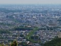 金毘羅台より甲州街道イチョウ並木