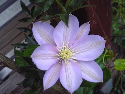 clematis2