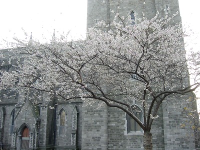 セントパトリック寺院の桜