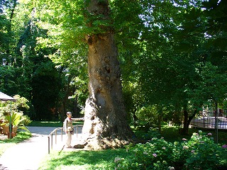 パドヴァ植物園の大木