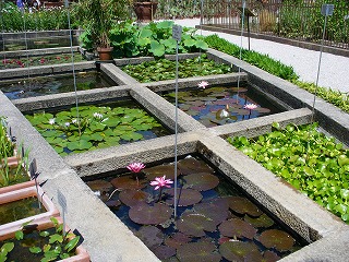 植物園の睡蓮