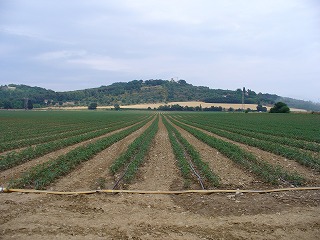 広大なトマト畑
