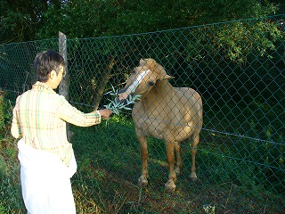 柵の向こうのよくなれた馬