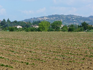 青菜の畑