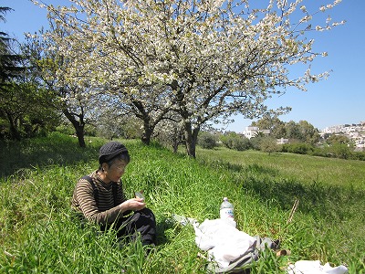桜の花が満開だ、花見をしながらの昼食