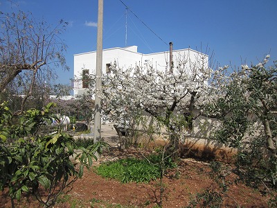マンマの家の桜（サクランボ）