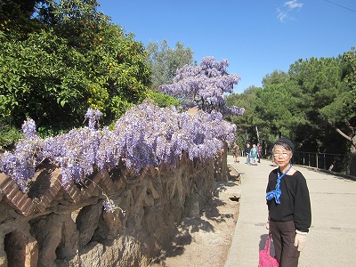 藤の花盛り