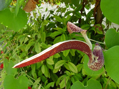 鶏の形の花