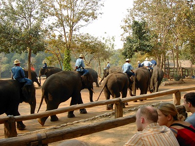 ランパーンの象トレーニングセンター