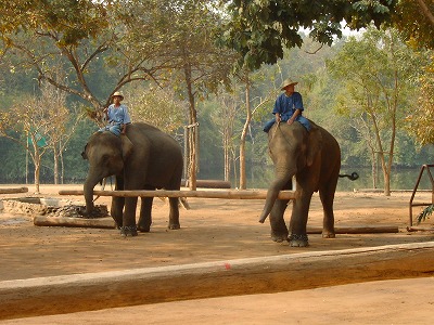 材木を運ぶ象