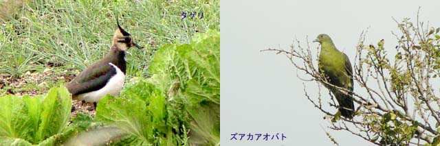 �ɕ�����