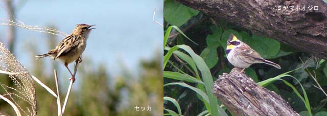 �ɕ�����