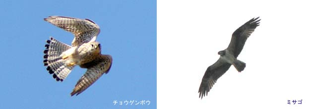 �ɕ�����