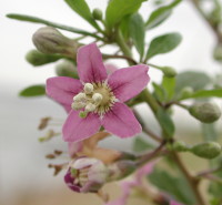 くこの花