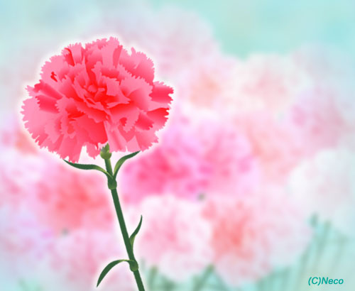 �J�[�l�[�V����