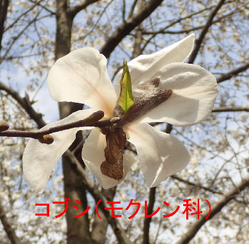 コブシとタムシバお花の違い