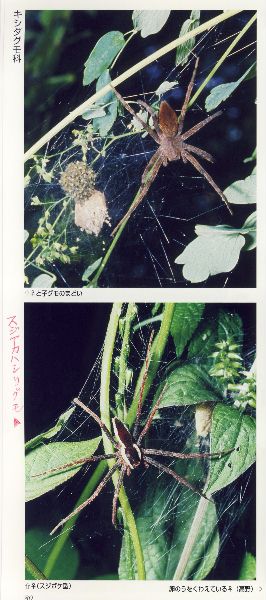 : tokyoss2/pict-dolomedes2.jpg