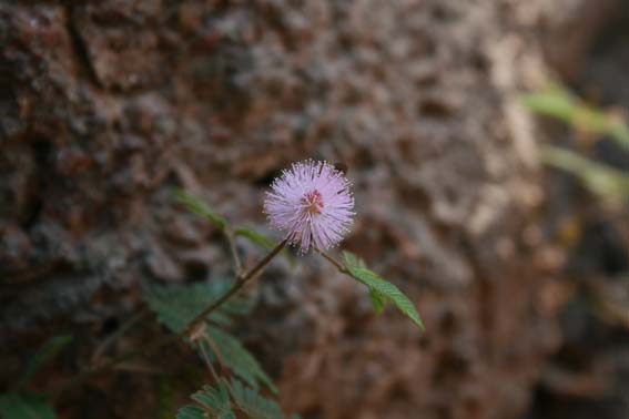 その下に咲く花、大きくなります。