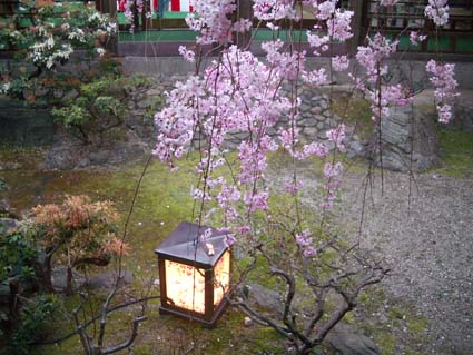 歌舞練場内の蜻蛉の灯篭と桜