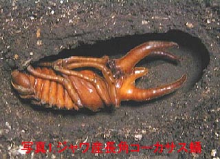 共食い カブトムシ幼虫 繧ｫ繝悶ヨ繝繧ｷ蟷ｼ陌ｫ蜈ｱ鬟溘＞, 繧ｫ繝悶ヨ繝繧ｷ縺ｮ蟷ｼ陌ｫ縺ｯ蜈ｱ鬟溘＞繧偵＠縺ｾ縺吶ゆｿ｡縺倥ｉ繧後↑縺�°縺ｨ諤昴＞縺ｾ縺吶′縲∫樟螳溘↓蜈ｱ鬟溘＞縺励※縺�∪縺励◆縲る｣ｼ閧ｲ縺吶ｋ縺ｨ縺阪�縲∝�鬟溘＞縺励↑縺�ｈ縺�￥繧後＄繧後ｂ豕ｨ諢上＠縺ｾ縺励ｇ縺�ゅき繝悶ヨ繝繧ｷ縺ｮ蟷ｼ陌ｫ繧貞�鬟溘＞縺励↑縺�ｈ縺�↓鬟ｼ閧ｲ縺励※邨碁ｨ薙ｒ譖ｸ縺阪∪縺励◆?