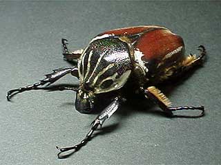 Goliathus goliatus f.goliatus