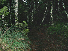 CVA3