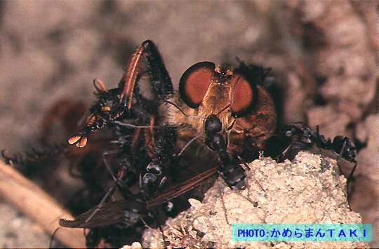 �A���ƃA�v�̎ʐ^