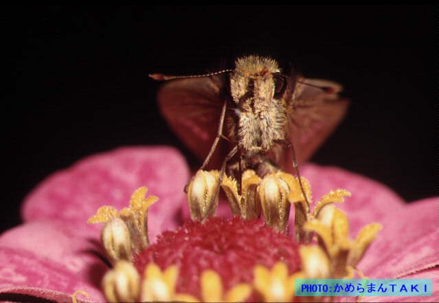 �`���o�l�Z�Z��