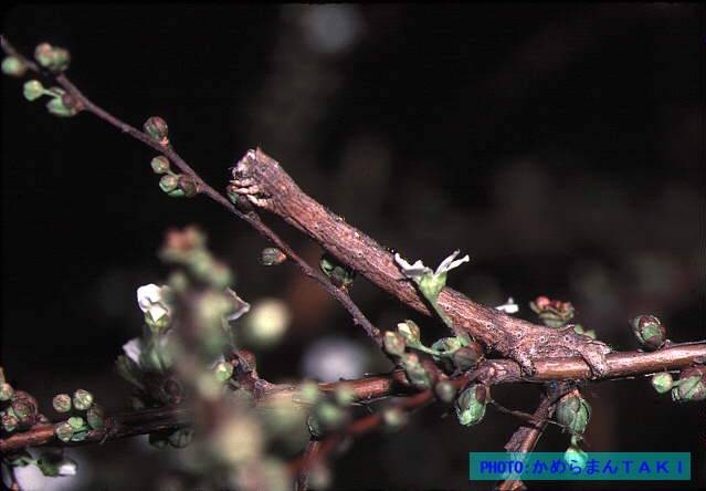 �V���N�g�����V