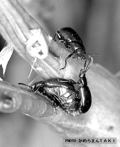 �u�S���̃n���V�v��