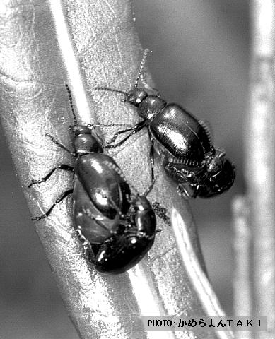 �u�R���̃n���V�v��