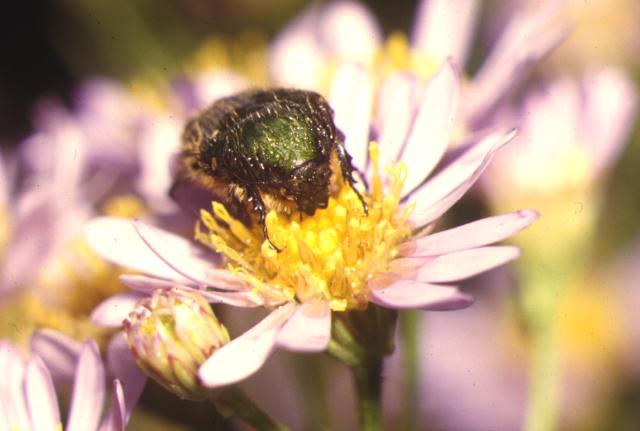 ����͖��C���̎ʐ^�ł��B