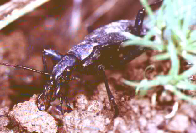 ����C�������}�C�}�C�N��