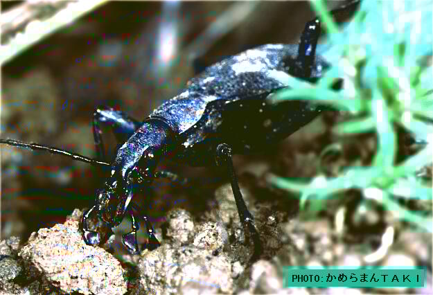 �ďC�������}�C�}�C�N