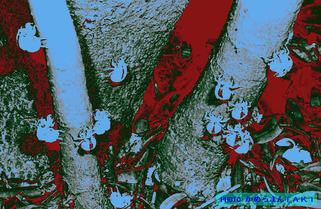 ���ʂ̔����k��