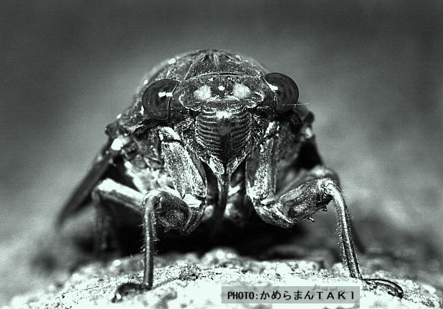 �u�J�}�L���v�w