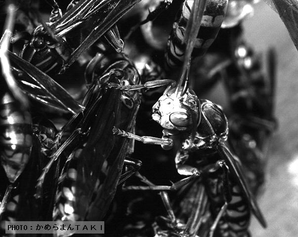 �u�m�[�}���w�b�h�v��