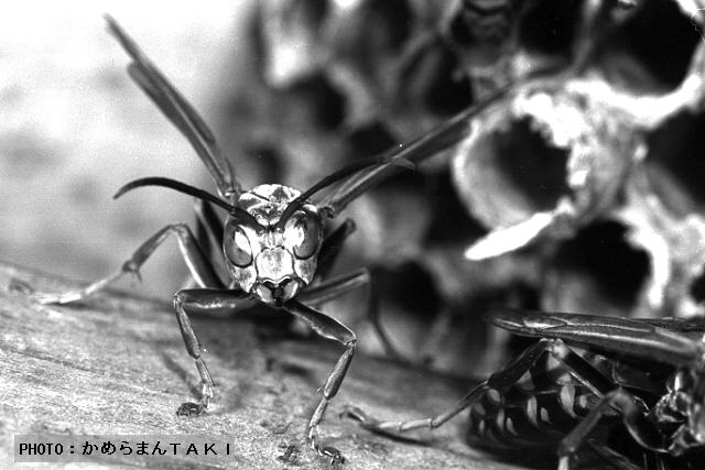 �u�z���C�g�w�b�h�v��