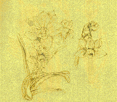suisen image