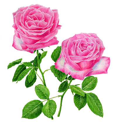 bara image