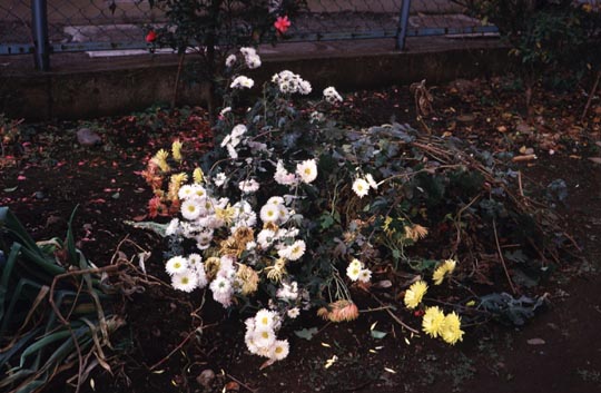 abandoned flowers