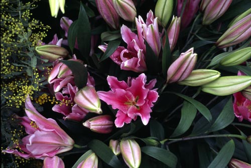 flower