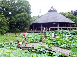 大賀ハス＠千葉公園