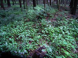 八木が谷北市民の森