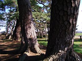 北印旛沼 甚兵衛渡しの松