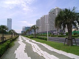海浜大通り フェニックス並木